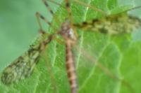 Epiphragma ocellare