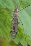 Tipula confusa