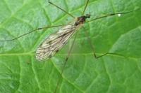Limonia hercegovinae