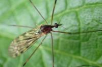 Limonia hercegovinae