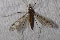 Tipula scripta
