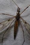 Tipula scripta