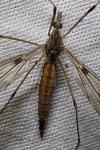 Tipula scripta