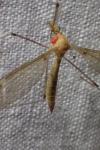 Tipula helvola