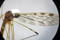Limonia hercegovinae