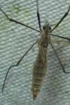 Tipula pagana