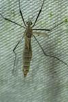 Tipula pagana