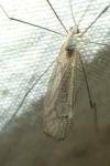 Tipula pagana
