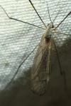 Tipula pagana