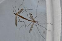 Tipula paludosa