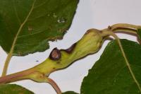 Rabdophaga salicis