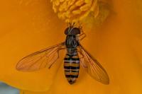 Episyrphus balteatus