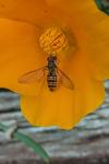 Episyrphus balteatus