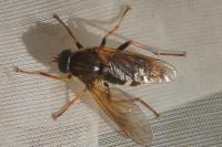 Coenomyia ferruginea