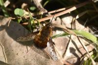 Bombylius discolor