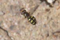 Lapposyrphus lapponicus
