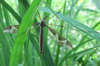 Tipula maxima
