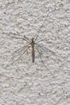 Tipula vernalis