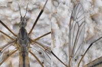 Tipula vernalis