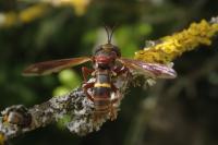 Conops vesicularis