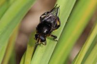 Merodon equestris