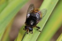 Merodon equestris