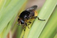 Merodon equestris
