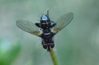 Phania funesta