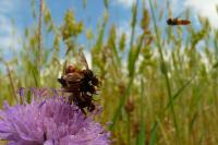 Sicus ferrugineus
