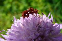 Sicus ferrugineus