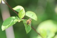 Myathropa florea