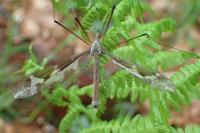 Tipula maxima