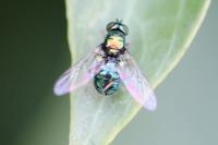 Chloromyia formosa