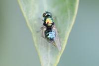 Chloromyia formosa