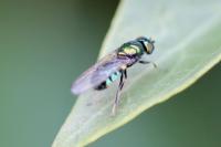 Chloromyia formosa
