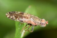 Tephritis neesii