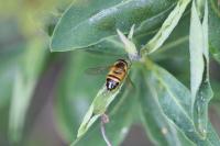 Epistrophe eligans