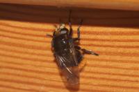 Volucella bombylans