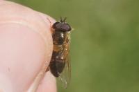 Epistrophe eligans