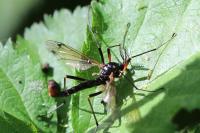 Tanyptera atrata