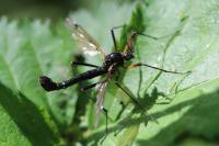 Tanyptera atrata