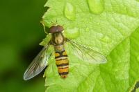 Episyrphus balteatus