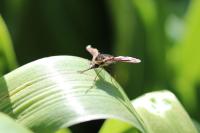 Bombylius major