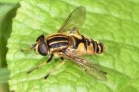 Helophilus pendulus