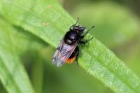 Volucella bombylans