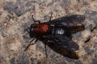 Clitellaria ephippium