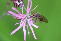 Rhingia campestris