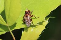 Sicus ferrugineus