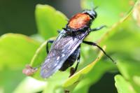 Clitellaria ephippium