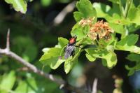 Clitellaria ephippium